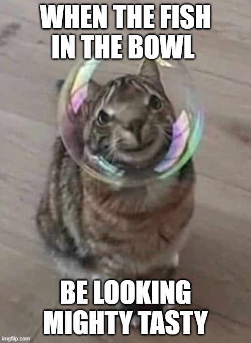 fishbowl | WHEN THE FISH IN THE BOWL; BE LOOKING MIGHTY TASTY | image tagged in cat,funny memes,memes,meme,drake | made w/ Imgflip meme maker