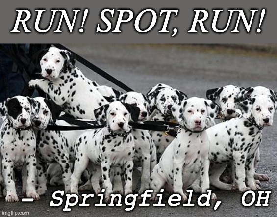 Run Spot Run | RUN! SPOT, RUN! - Springfield, OH | image tagged in dalmatians | made w/ Imgflip meme maker