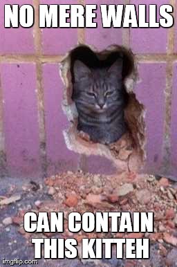 NO MERE WALLS CAN CONTAIN THIS KITTEH | image tagged in cat broken thru wall | made w/ Imgflip meme maker