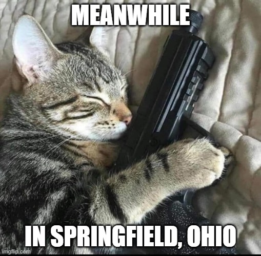 Cat with gun | MEANWHILE; IN SPRINGFIELD, OHIO | image tagged in cat,gun | made w/ Imgflip meme maker