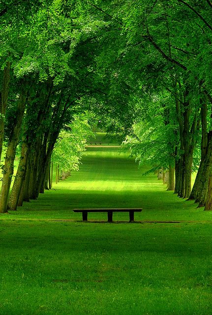 a lone bench in a vast of trees. Blank Meme Template