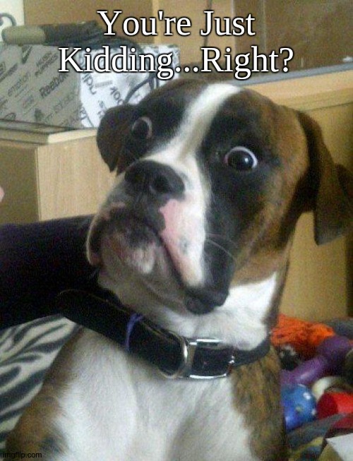 Blankie the Shocked Dog | You're Just Kidding...Right? | image tagged in blankie the shocked dog | made w/ Imgflip meme maker