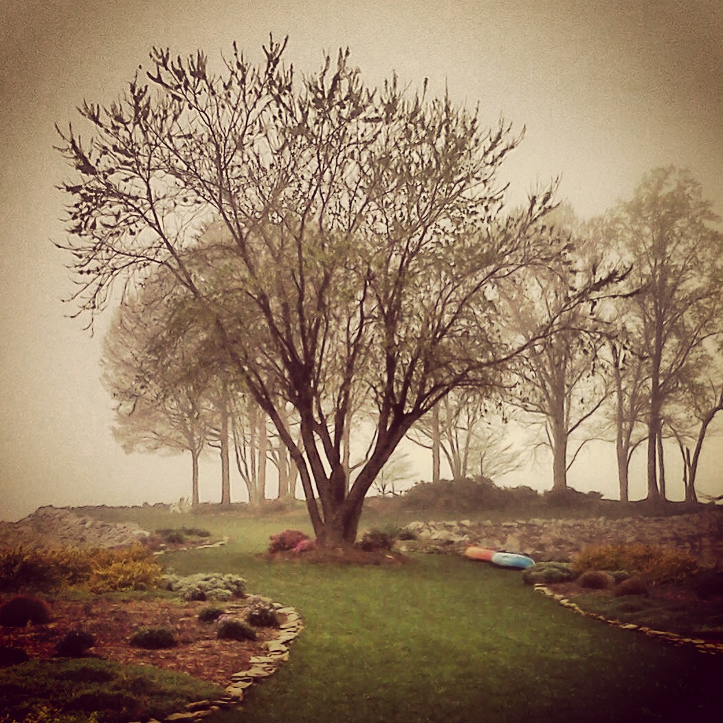 Tree in the fog Blank Meme Template