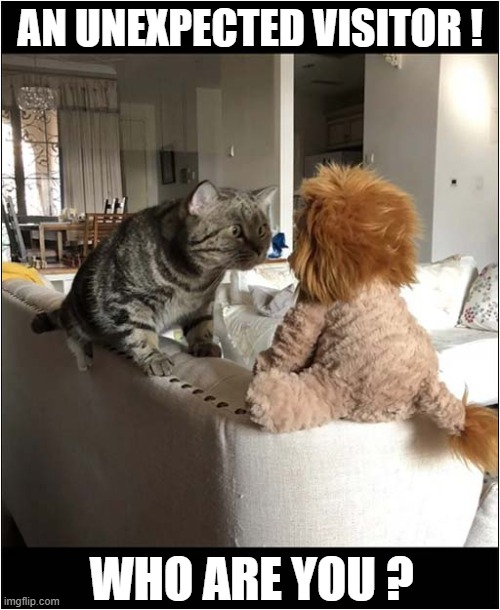 Where Did You Come From ? | AN UNEXPECTED VISITOR ! WHO ARE YOU ? | image tagged in cats,visitor,who are you | made w/ Imgflip meme maker