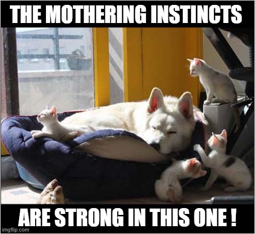 Strange Looking 'Puppies' ? | THE MOTHERING INSTINCTS; ARE STRONG IN THIS ONE ! | image tagged in dogs,kittens | made w/ Imgflip meme maker