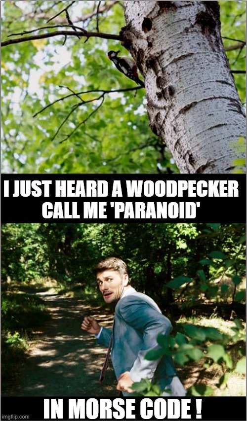 I Think Nature Is Out To Get Me ! | I JUST HEARD A WOODPECKER
 CALL ME 'PARANOID'; IN MORSE CODE ! | image tagged in woodpecker,paranoid,morse code | made w/ Imgflip meme maker