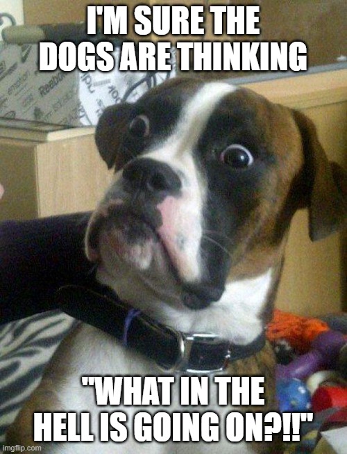 Blankie the Shocked Dog | I'M SURE THE DOGS ARE THINKING "WHAT IN THE HELL IS GOING ON?!!" | image tagged in blankie the shocked dog | made w/ Imgflip meme maker