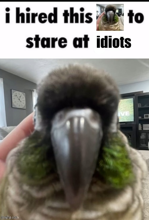 idiots | made w/ Imgflip meme maker