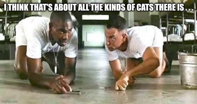 bubba gump shrimp | I THINK THAT'S ABOUT ALL THE KINDS OF CATS THERE IS . . . | image tagged in bubba gump shrimp | made w/ Imgflip meme maker