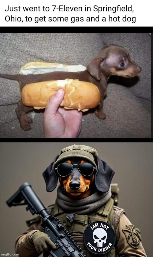 Tactical dog ain't for dinner | image tagged in weiner,dog | made w/ Imgflip meme maker