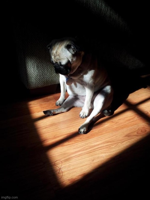 Depressed Pug | image tagged in depressed pug | made w/ Imgflip meme maker