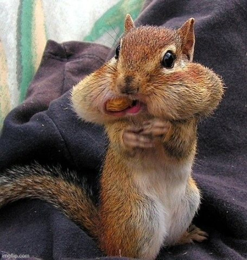 Squirrel full mouth | image tagged in squirrel full mouth | made w/ Imgflip meme maker