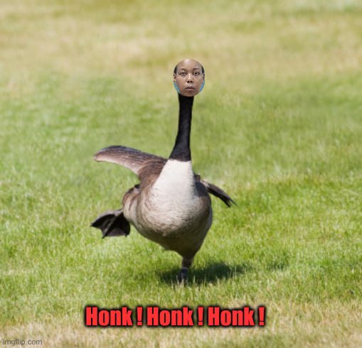 canada goose | Honk ! Honk ! Honk ! | image tagged in canada goose | made w/ Imgflip meme maker