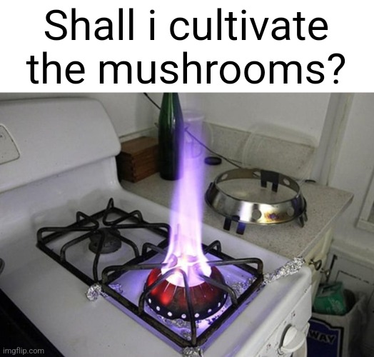 The mushrooms | Shall i cultivate the mushrooms? | made w/ Imgflip meme maker