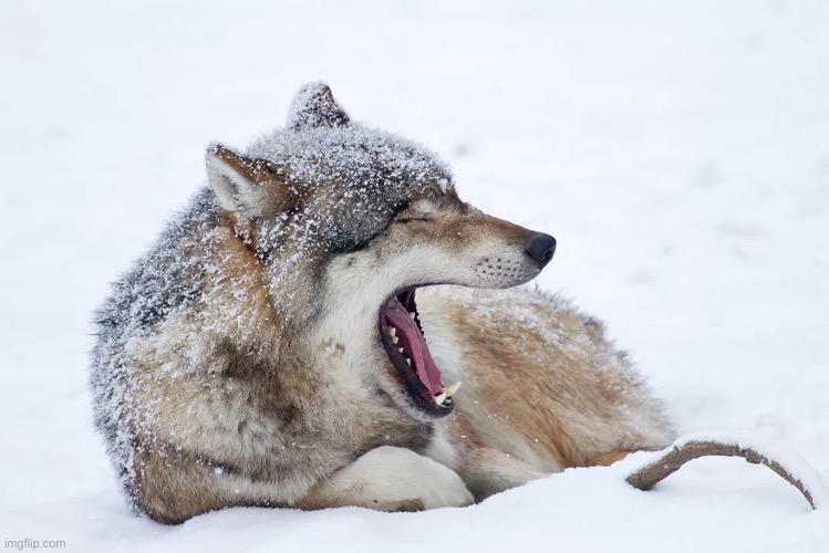 Yawning wolf | image tagged in yawning wolf | made w/ Imgflip meme maker