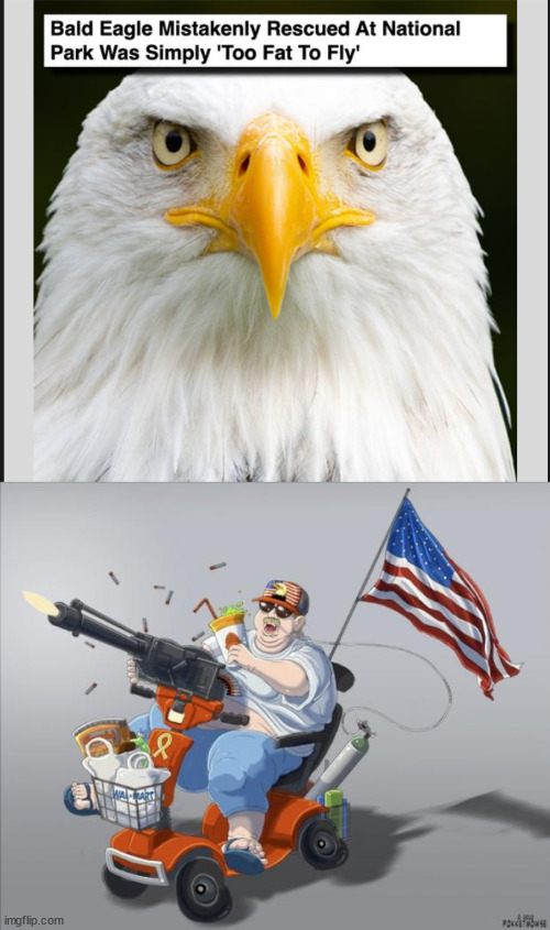 Fat bald eagle | image tagged in murica,fat,bald eagle,fast food | made w/ Imgflip meme maker