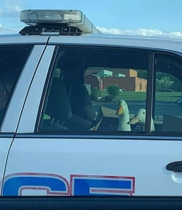 Ducks in cop car Blank Meme Template