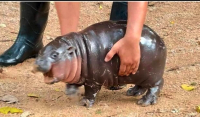Baby Hippo Blank Meme Template