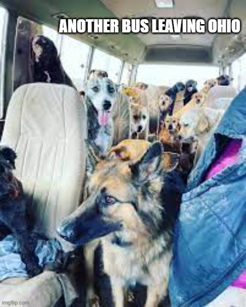 memes by Brad - Cats and Dogs leaving Ohio on a bus - humor | ANOTHER BUS LEAVING OHIO | image tagged in funny,cats,kittens,dogs an cats,funny dog memes,humor | made w/ Imgflip meme maker