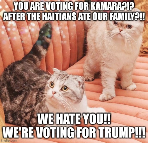 Swift Cats Voting for TRUMP!! | YOU ARE VOTING FOR KAMARA?!? AFTER THE HAITIANS ATE OUR FAMILY?!! WE HATE YOU!! WE'RE VOTING FOR TRUMP!!! | image tagged in taylor swift,cats,donald trump,save the cats | made w/ Imgflip meme maker