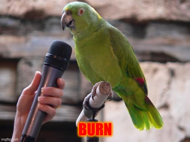 parrot | BURN | image tagged in parrot | made w/ Imgflip meme maker