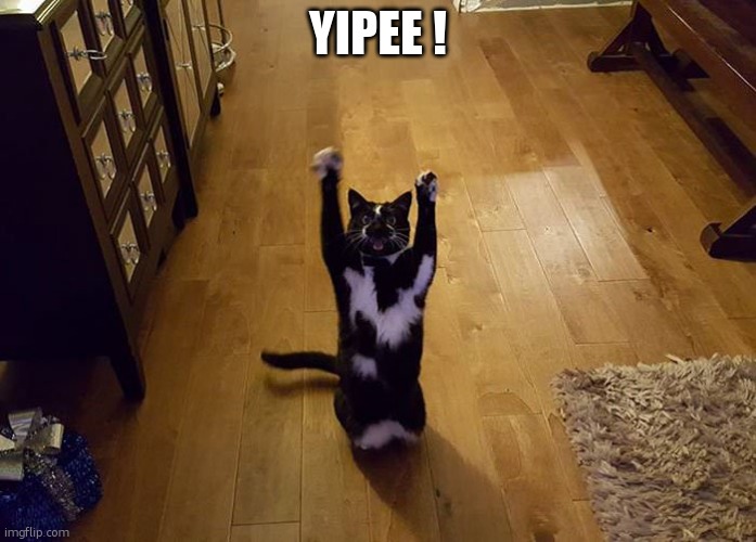 Yipeee cat | YIPEE ! | image tagged in yipeee cat | made w/ Imgflip meme maker