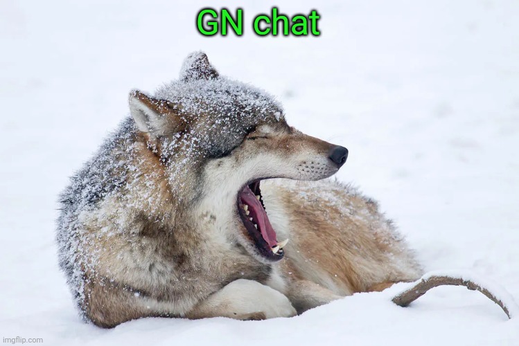 Yawning wolf | GN chat | image tagged in yawning wolf | made w/ Imgflip meme maker