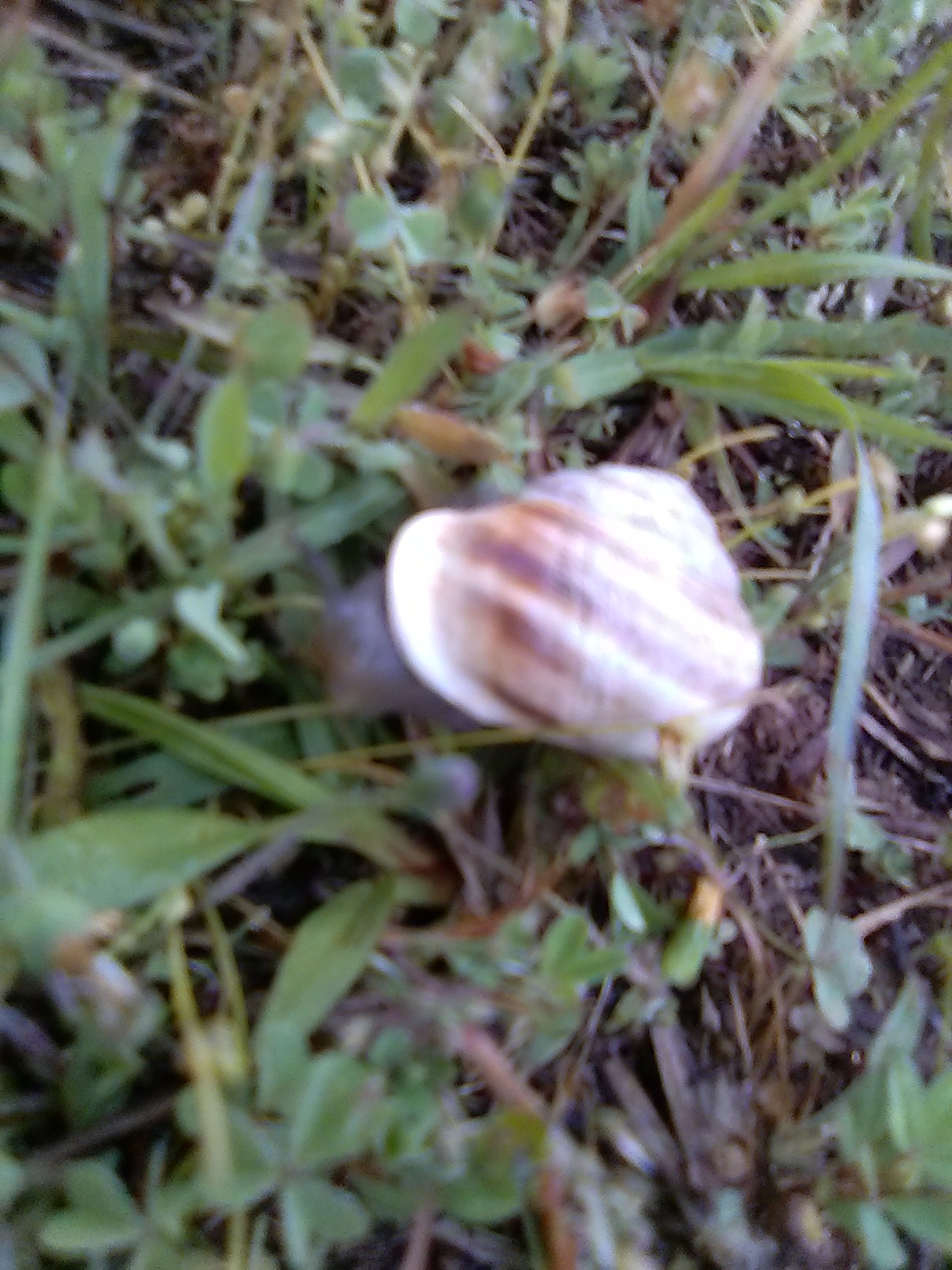 herald the snail Blank Meme Template