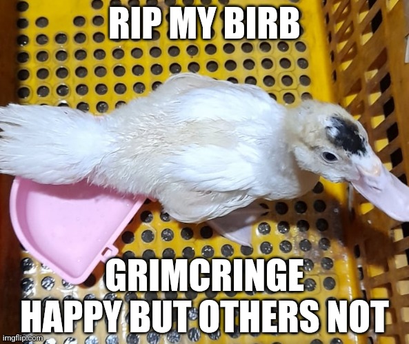This temp is my birb | RIP MY BIRB; GRIMCRINGE HAPPY BUT OTHERS NOT | image tagged in duck boppers | made w/ Imgflip meme maker