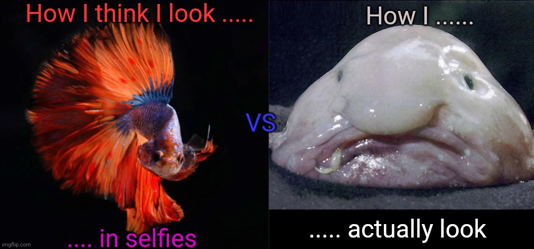 How I think I look ..... How I ...... VS; ..... actually look; .... in selfies | image tagged in betta as doge,ugly fish | made w/ Imgflip meme maker