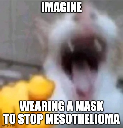 cat laughing at you | IMAGINE WEARING A MASK TO STOP MESOTHELIOMA | image tagged in cat laughing at you | made w/ Imgflip meme maker