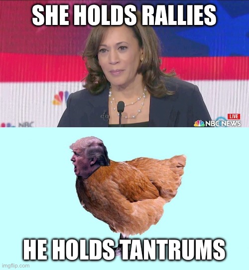 That is….when he’s not too chicken | SHE HOLDS RALLIES; HE HOLDS TANTRUMS | image tagged in kamala harris and chicken shit donald trump | made w/ Imgflip meme maker