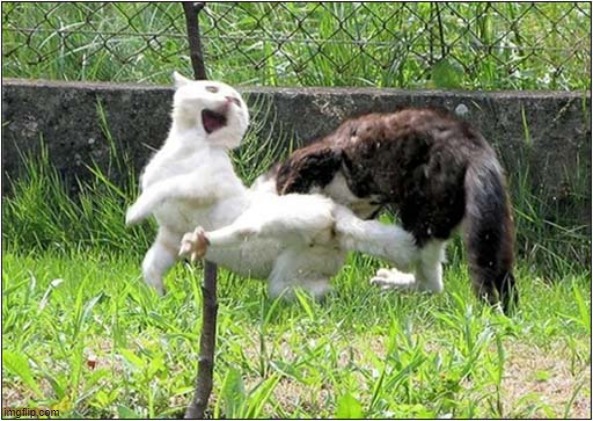 Everybody Was Kung Fu Fighting ! | image tagged in cats,kung fu,two cats fighting for real | made w/ Imgflip meme maker