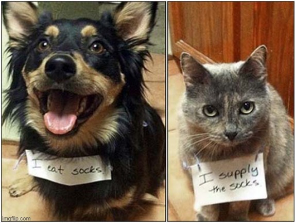 The Dynamic Duo ! | image tagged in dogs,cat,shaming | made w/ Imgflip meme maker