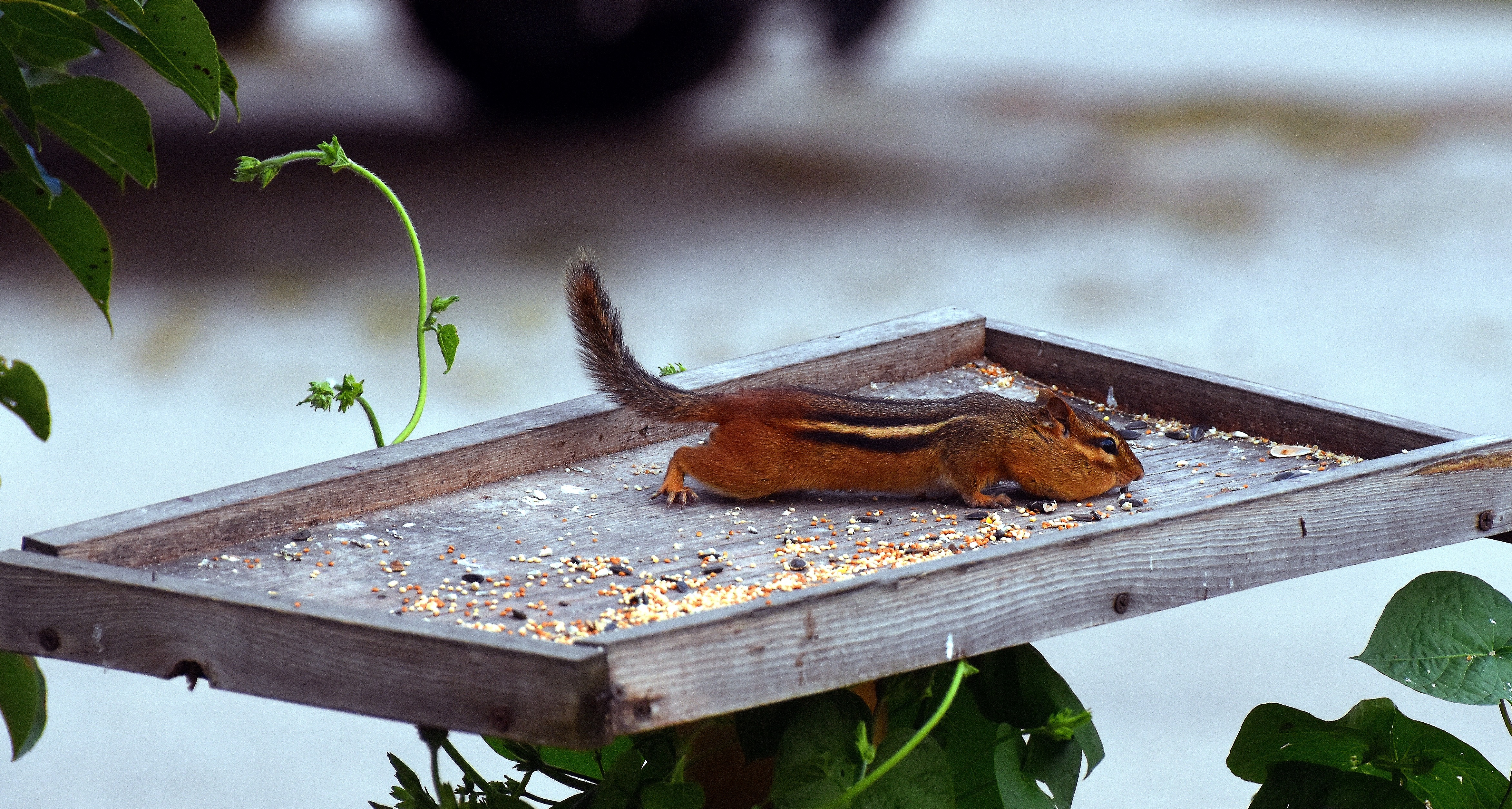 chipmunk in the bird feeder | made w/ Imgflip meme maker