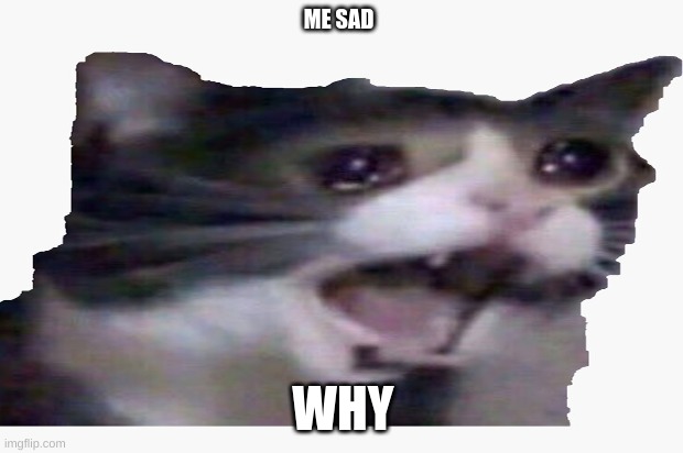 ME SAD; WHY | image tagged in cat sad | made w/ Imgflip meme maker