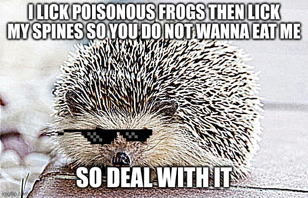 hedgehog | I LICK POISONOUS FROGS THEN LICK MY SPINES SO YOU DO NOT WANNA EAT ME; SO DEAL WITH IT | image tagged in hedgehog,poison | made w/ Imgflip meme maker