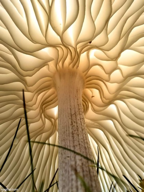 THE UNDER SIDE OF A MUSHROOM | image tagged in mushroom,nature,picture | made w/ Imgflip meme maker