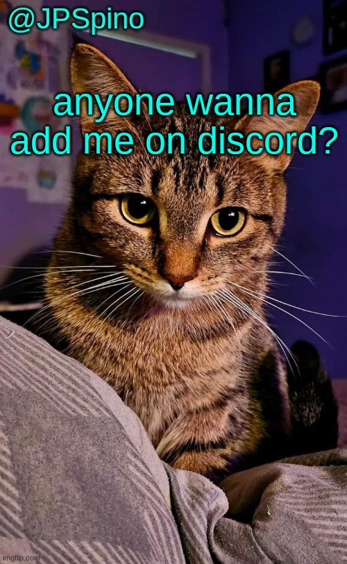 JPSpino's cat temp | anyone wanna add me on discord? | image tagged in jpspino's cat temp | made w/ Imgflip meme maker