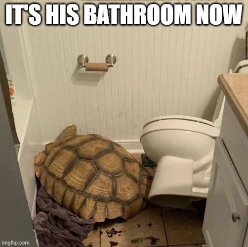 Tortoise Toity | IT'S HIS BATHROOM NOW | image tagged in unsee juice | made w/ Imgflip meme maker