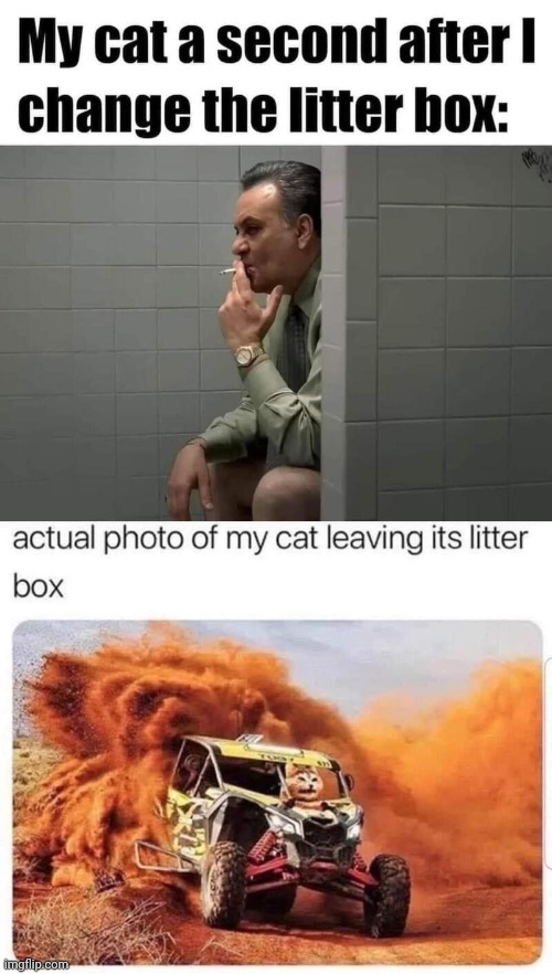 Cats litter box | image tagged in cats,litter box | made w/ Imgflip meme maker