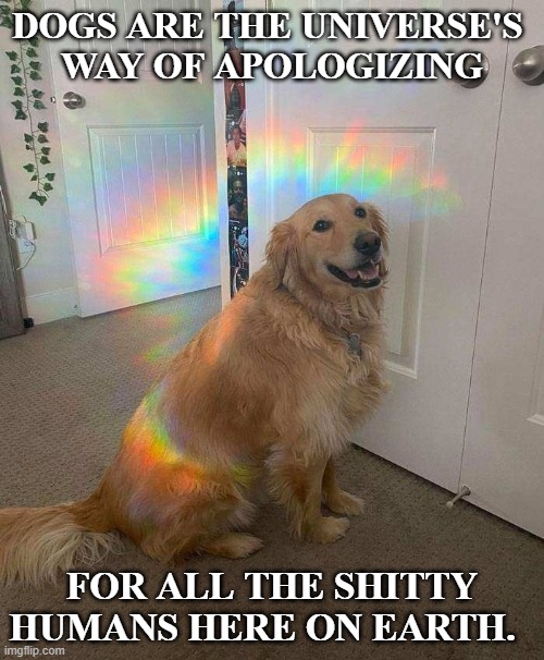 great dogs | DOGS ARE THE UNIVERSE'S 
WAY OF APOLOGIZING; FOR ALL THE SHITTY HUMANS HERE ON EARTH. | image tagged in dogs pets funny | made w/ Imgflip meme maker