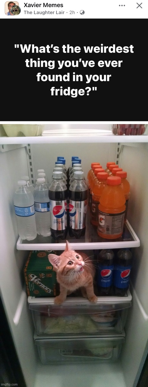 image tagged in fridge kitty,fridge,weird | made w/ Imgflip meme maker