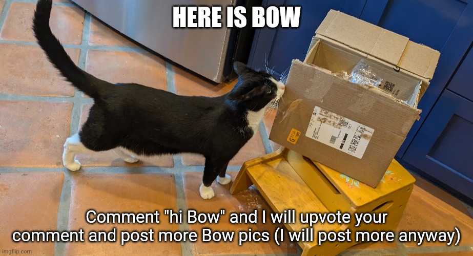 Read the tags (they're weird and most of them have nothing to do with this) | HERE IS BOW; Comment "hi Bow" and I will upvote your comment and post more Bow pics (I will post more anyway) | image tagged in cat,milk,evil,beep beep,lion being yeeted | made w/ Imgflip meme maker