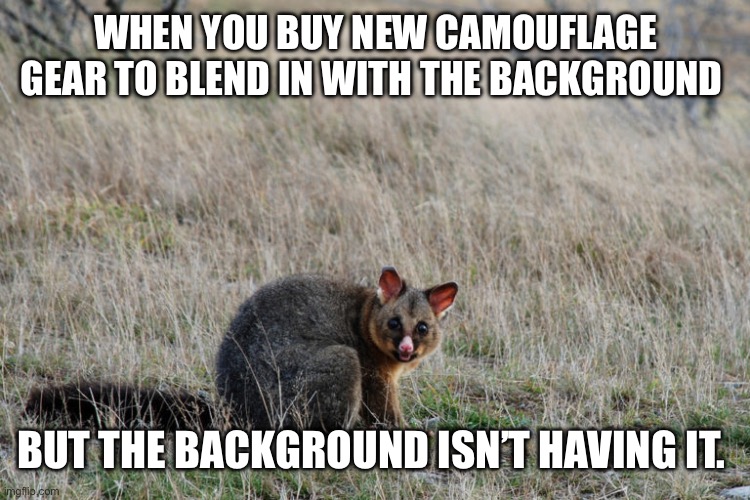 Brush tail possim | WHEN YOU BUY NEW CAMOUFLAGE GEAR TO BLEND IN WITH THE BACKGROUND; BUT THE BACKGROUND ISN’T HAVING IT. | image tagged in funny | made w/ Imgflip meme maker