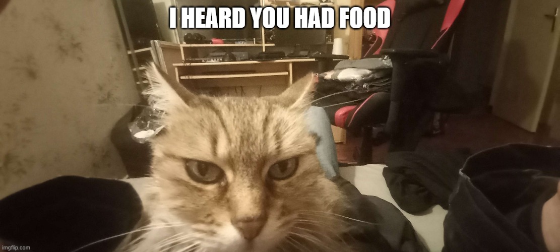 The cat heard you had food | I HEARD YOU HAD FOOD | image tagged in cat | made w/ Imgflip meme maker