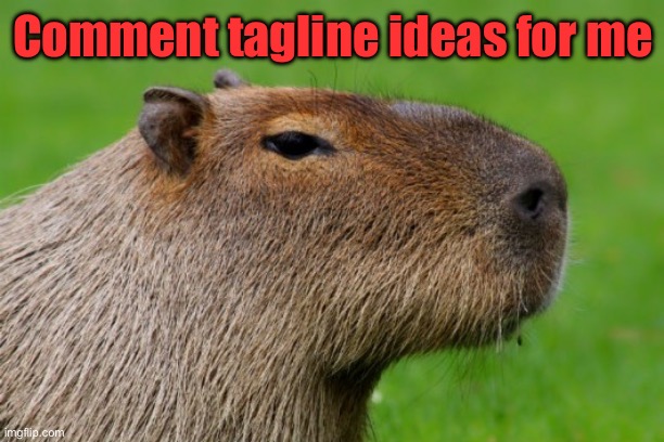 Anonymous Capybara | Comment tagline ideas for me | image tagged in anonymous capybara | made w/ Imgflip meme maker