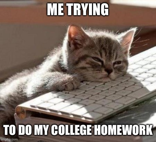 Yeah, especially when part of college is physical for the program you’re in | ME TRYING; TO DO MY COLLEGE HOMEWORK | image tagged in tired cat,memes,college | made w/ Imgflip meme maker