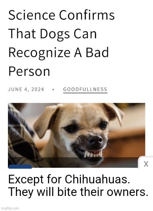 Dogs can tell. | Except for Chihuahuas.
They will bite their owners. | image tagged in dogs,sense,bad people,not,chihuahua,funny animals | made w/ Imgflip meme maker