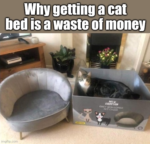 Box Cat | Why getting a cat bed is a waste of money | image tagged in cats,boxes,funny cats,cat,beds | made w/ Imgflip meme maker